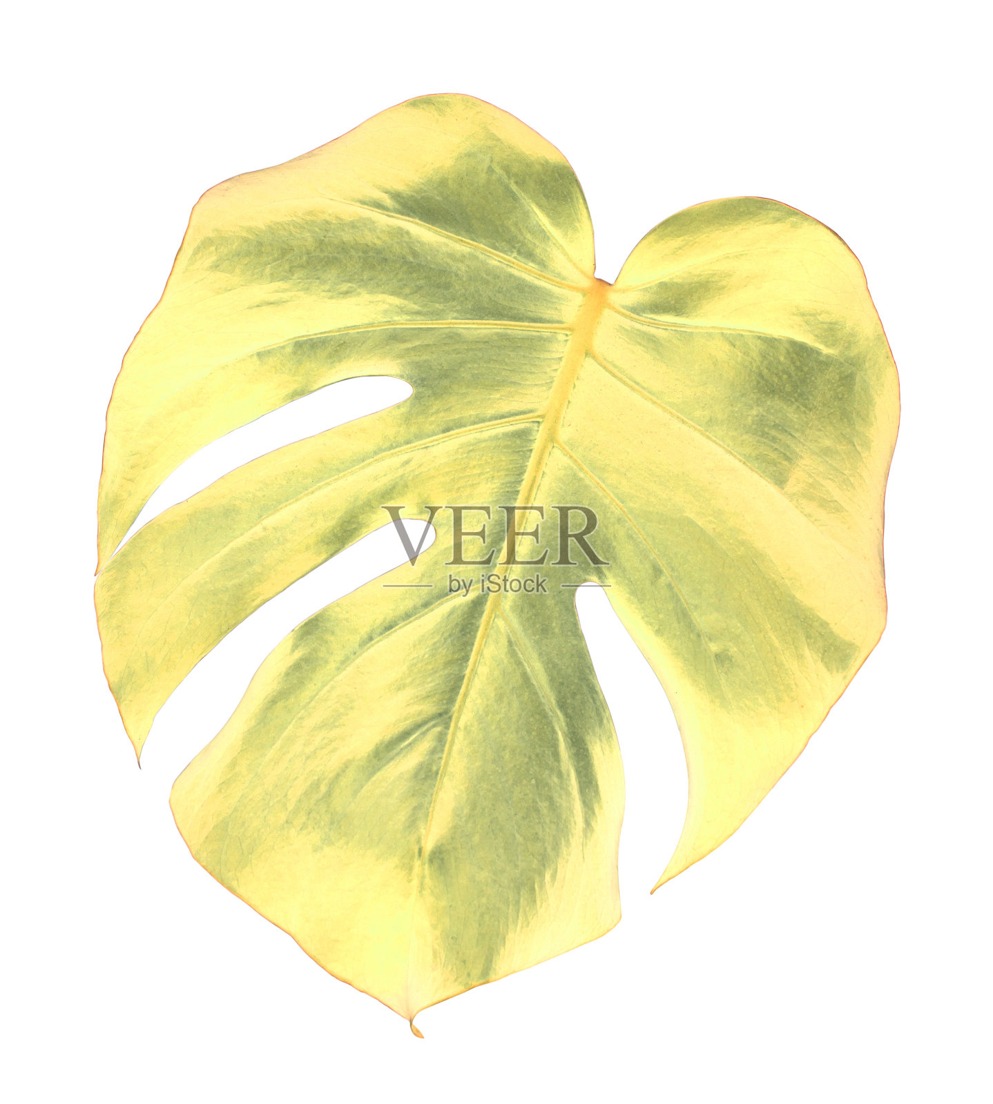 一种热带怪物植物的金色叶子,孤立在白色的背景上照片摄影图片