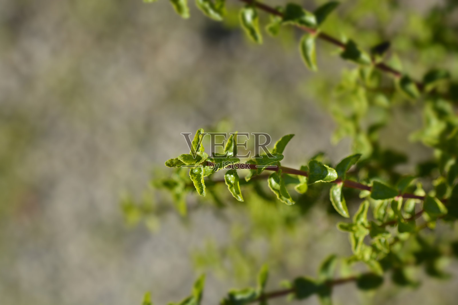 巴利阿里群岛圣Johns-wort照片摄影图片