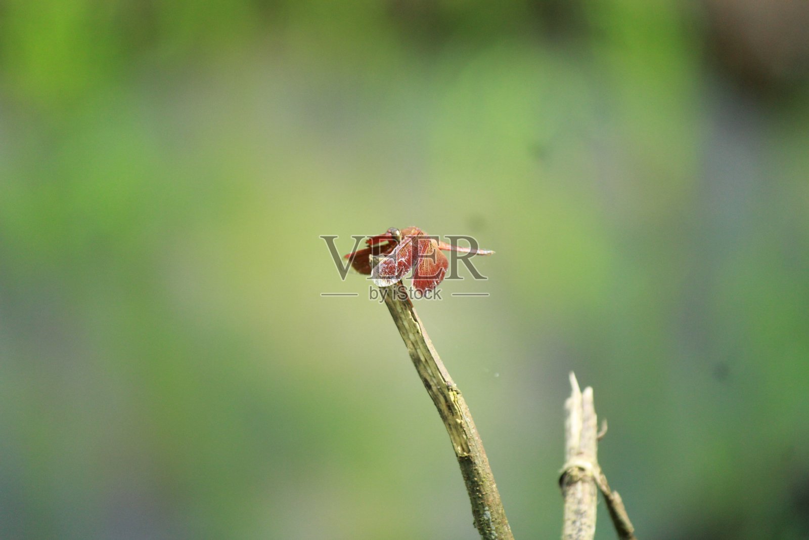 龙飞翔照片摄影图片
