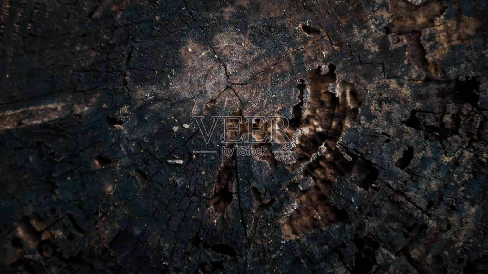 美丽而自然的老木雕表面。详细描述砍伐的树干照片摄影图片