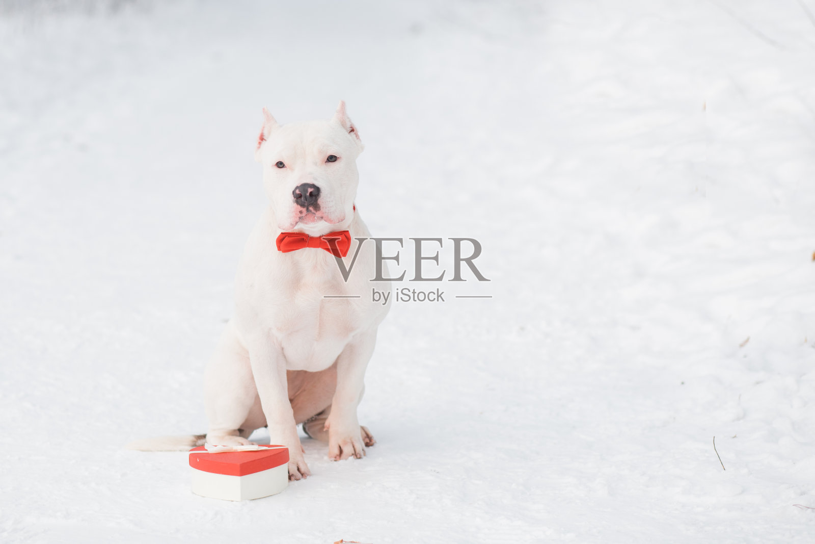 美国斗牛犬在红色领结与心形礼盒在森林。情人节。照片摄影图片