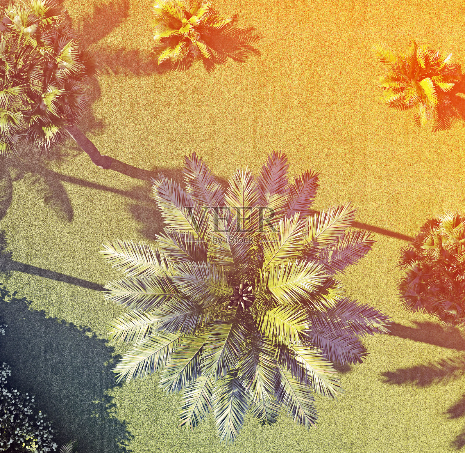 热带植物中的一种树。前视图。三维渲染照片摄影图片