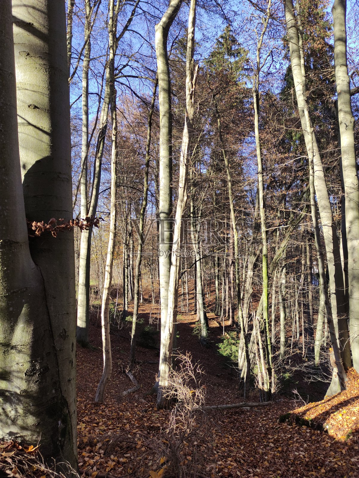 树林里的晴天照片摄影图片