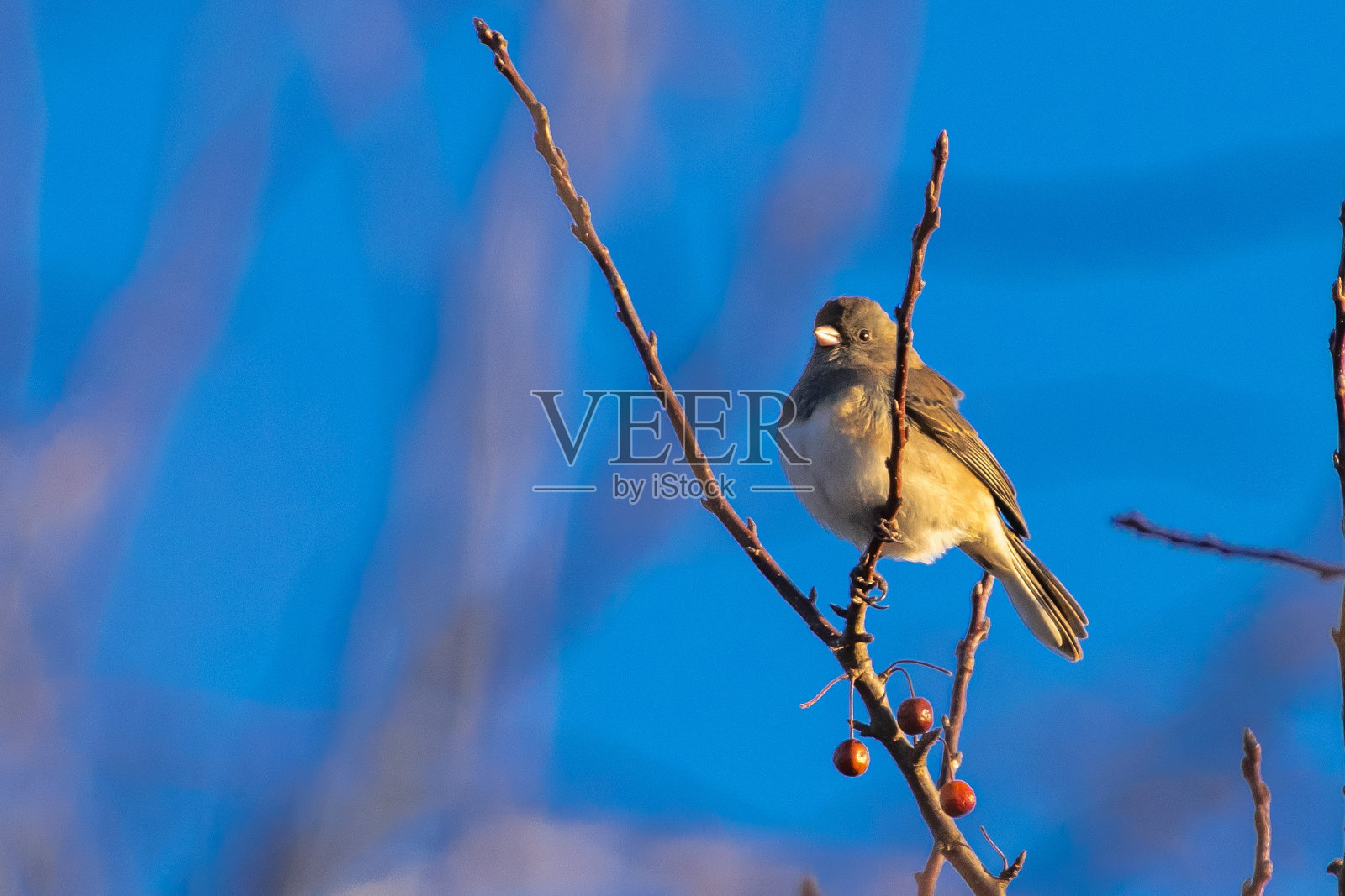一只北方嘲鸫栖息在树枝上照片摄影图片