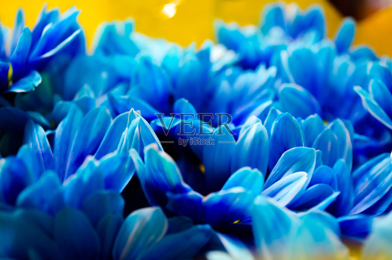 蓝色的非洲菊雏菊照片摄影图片