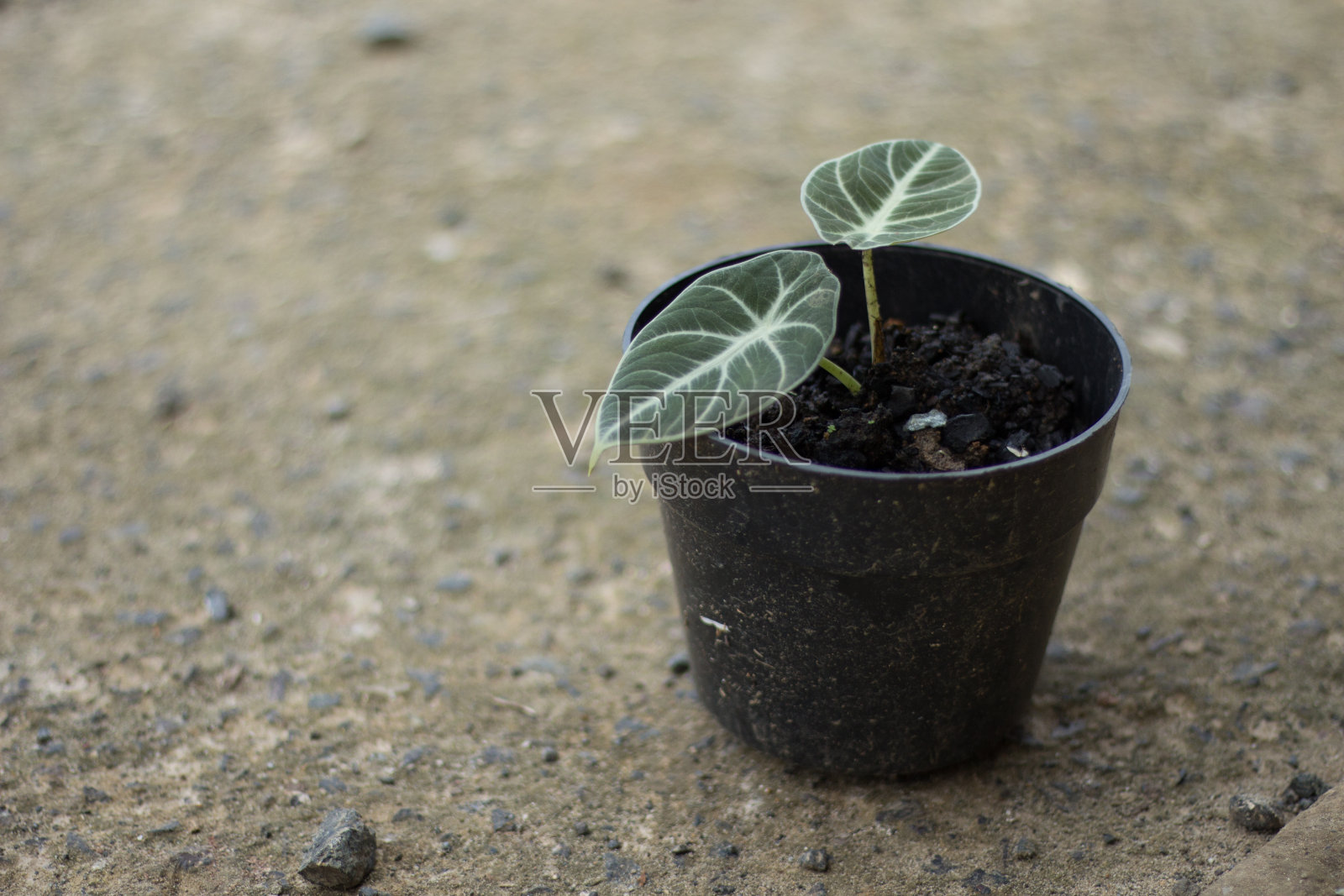 海芋黑色天鹅绒热带植物在一个锅。照片摄影图片