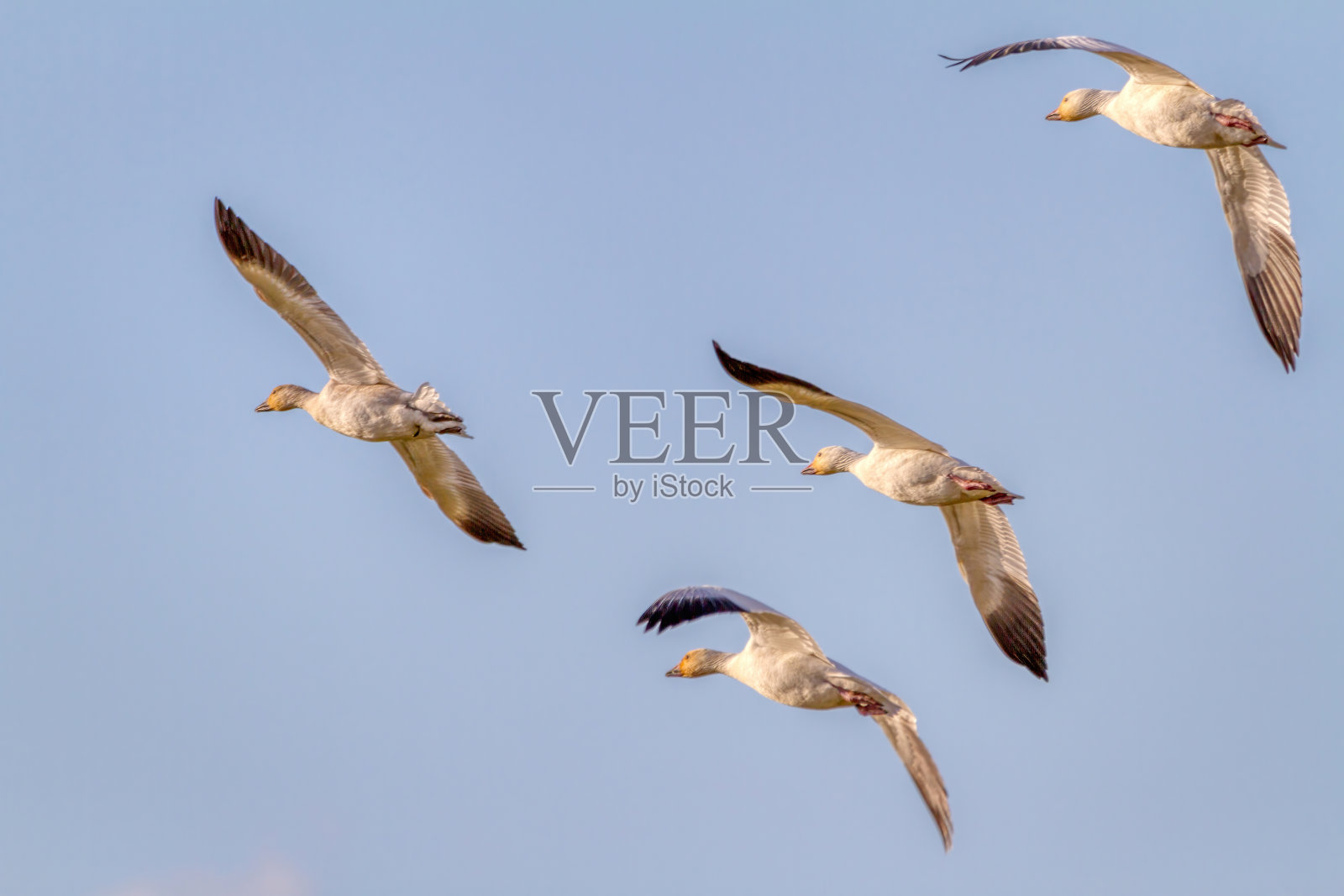 空中飞翔的雪雁照片摄影图片