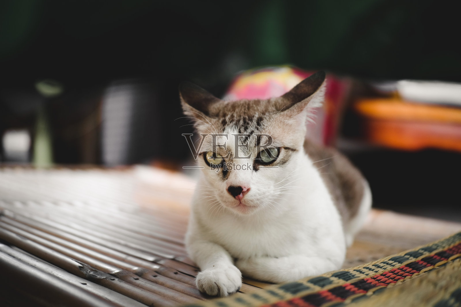 可爱的白猫照片摄影图片