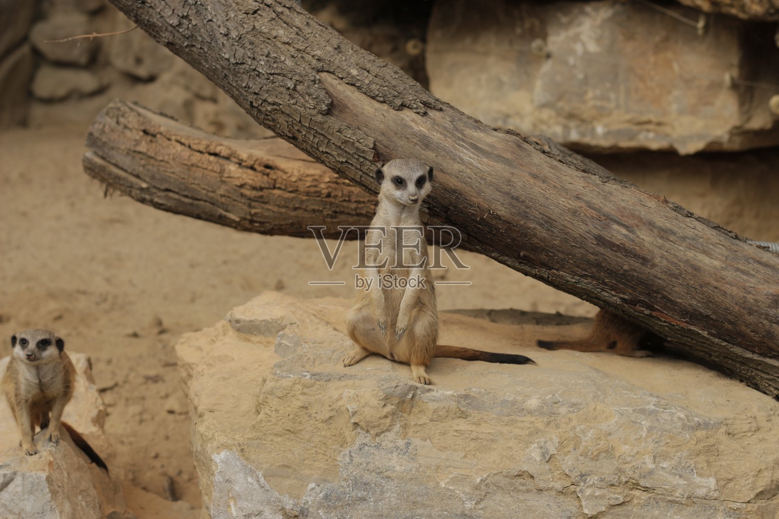 猫鼬在提防捕食者照片摄影图片