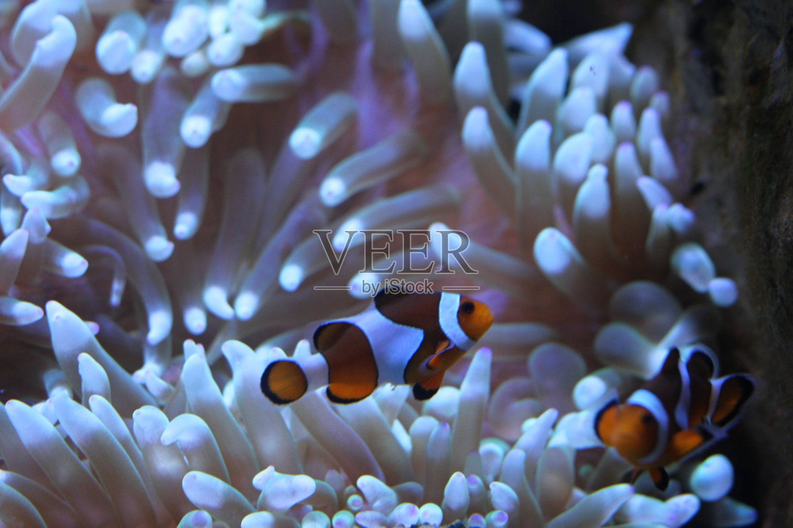 在蓝线照片摄影图片