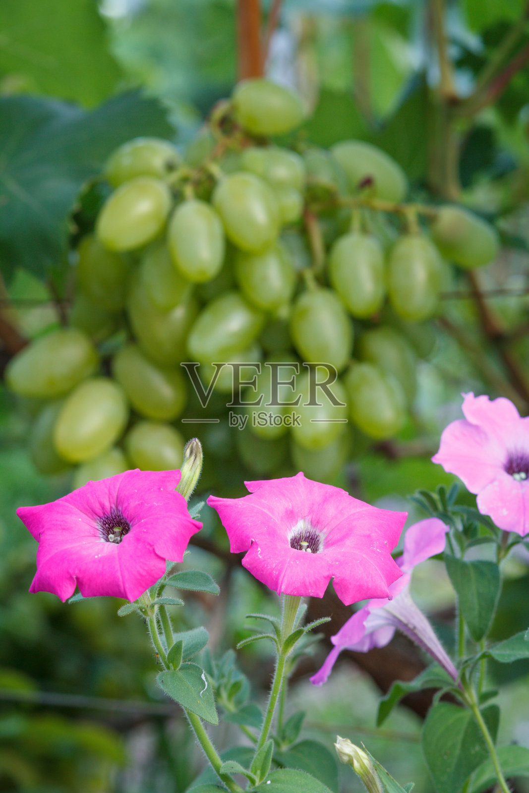 花园里夏天的花,背景是一串模糊的绿色葡萄。照片摄影图片