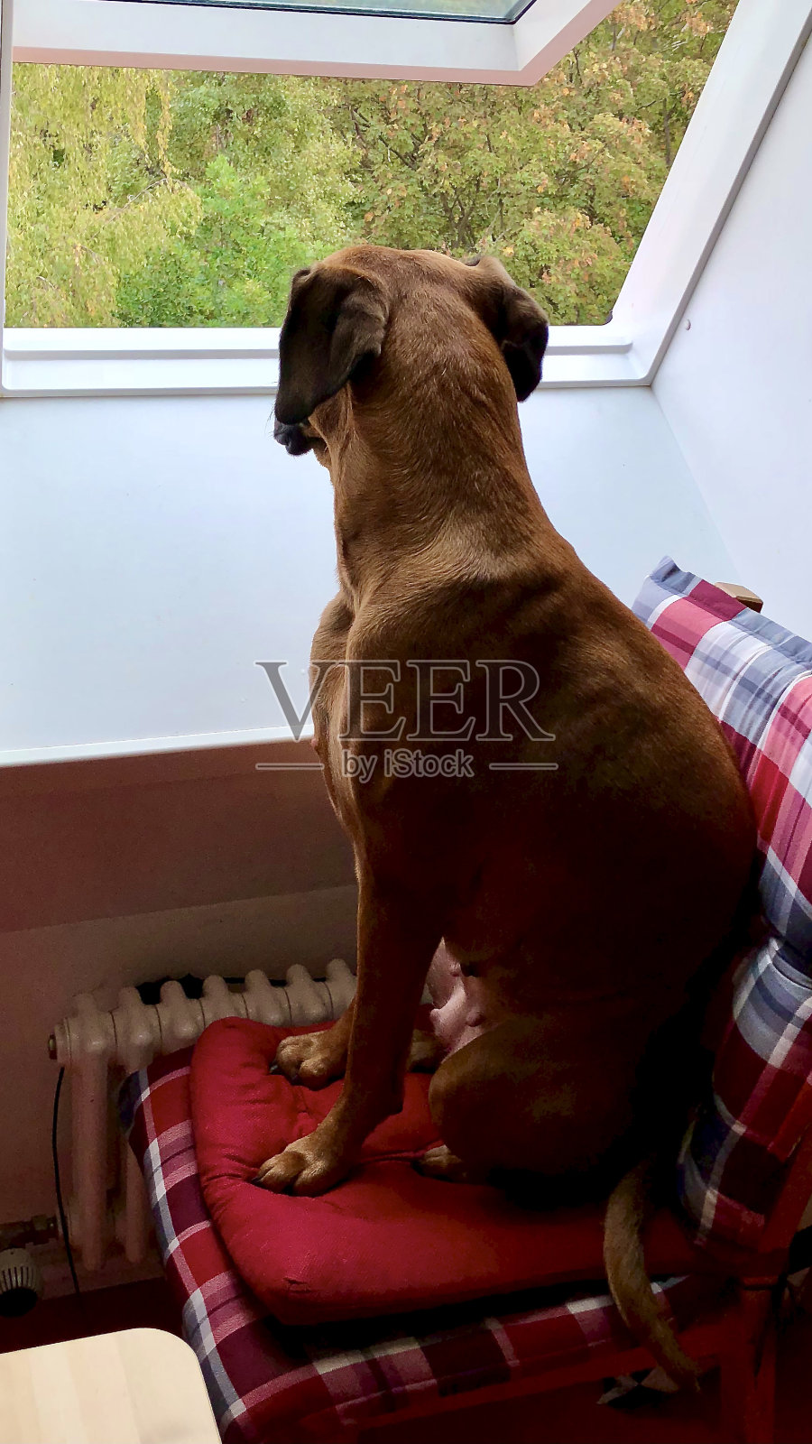 狗在窗前照片摄影图片