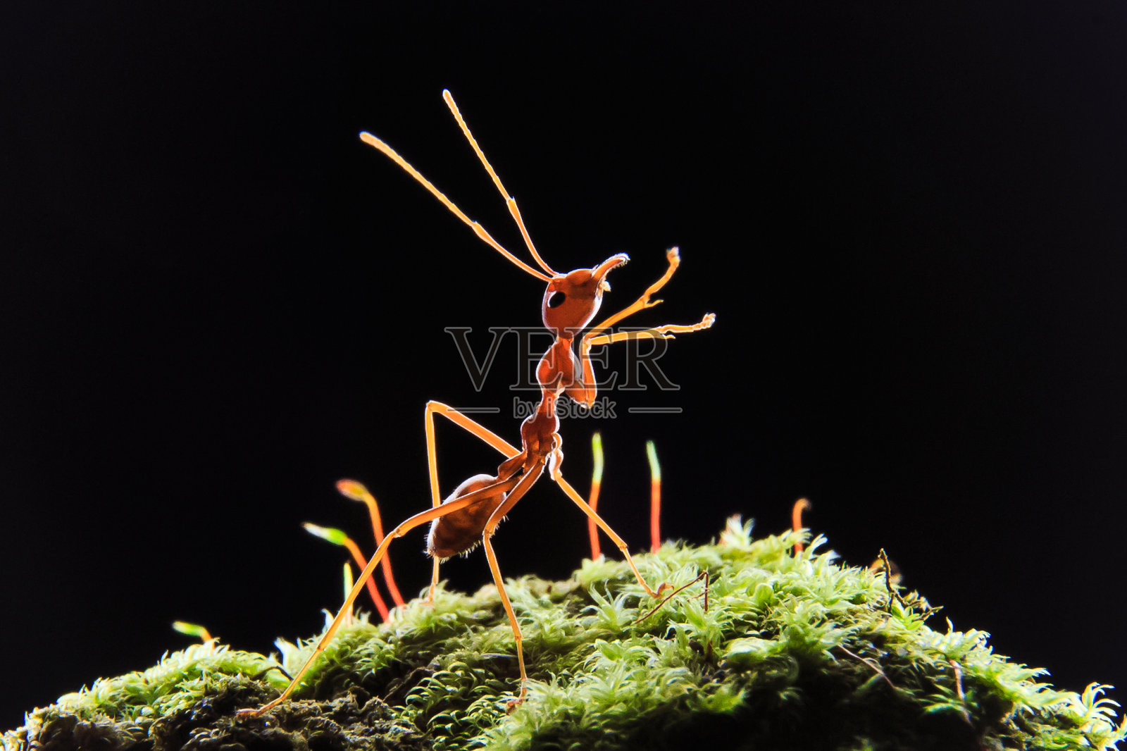 织叶蚁或织叶蚁的巢穴照片摄影图片