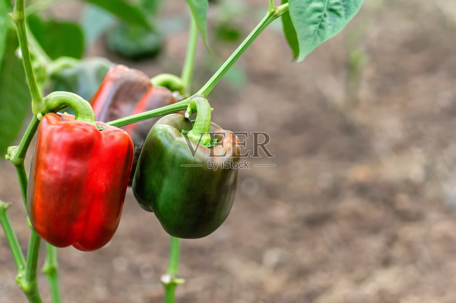 在温室里种甜椒。青椒和红椒。农业、有机农业。特写镜头。照片摄影图片