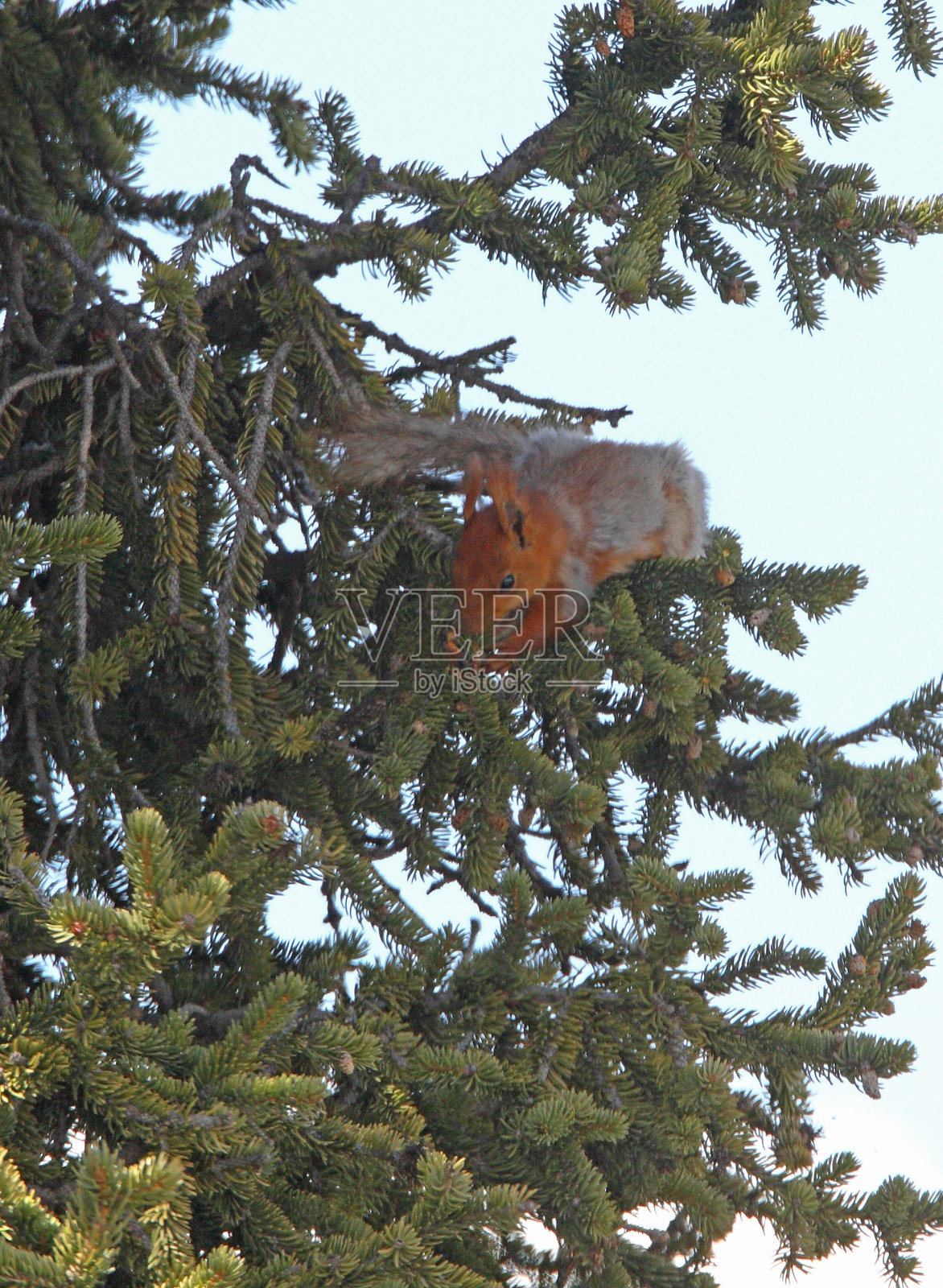 红松鼠照片摄影图片