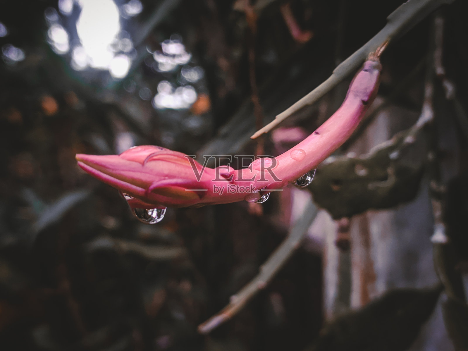 昙花照片摄影图片