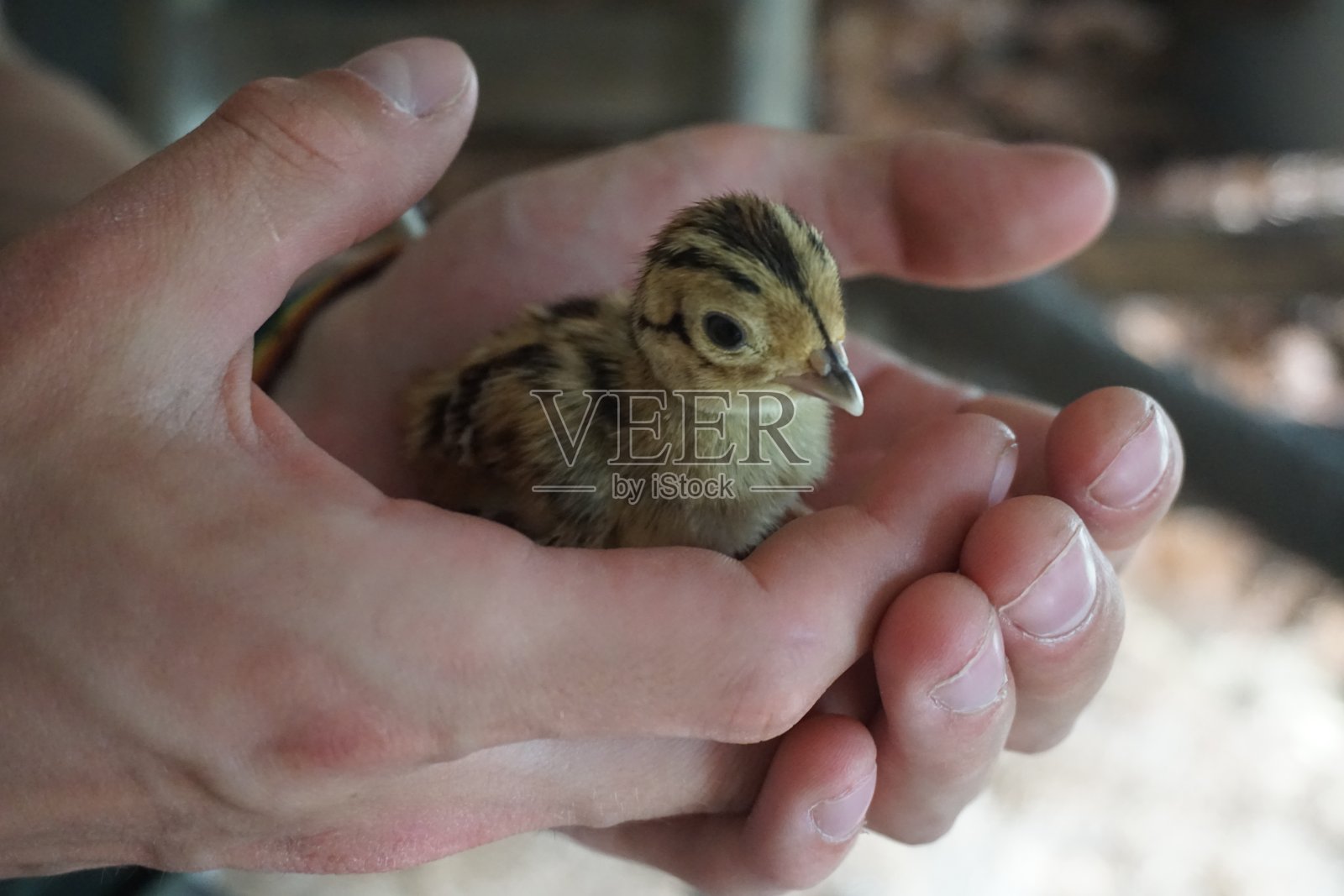 野鸡小鸡照片摄影图片