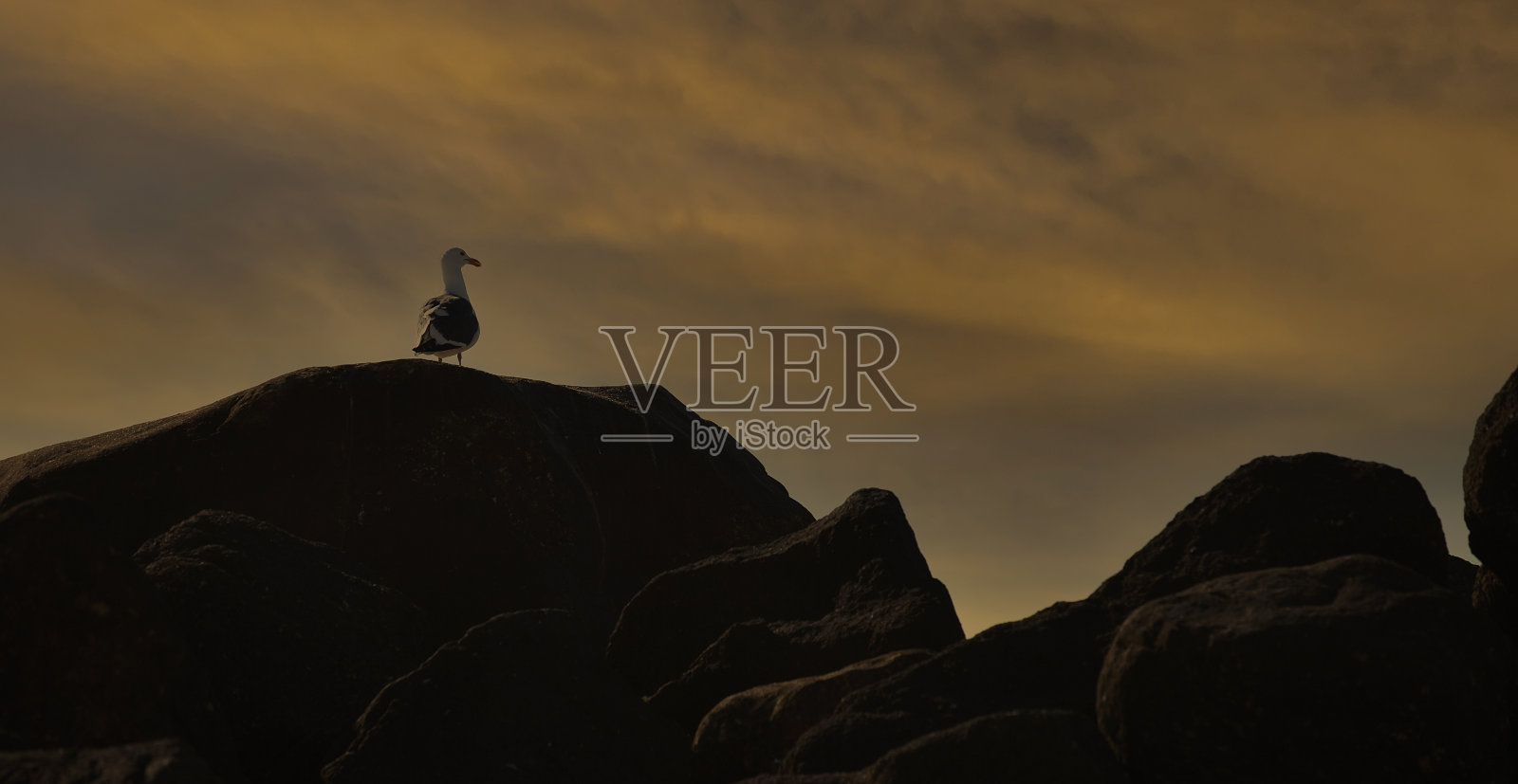 海鸥在科尔特斯海附近的岩石上休息照片摄影图片