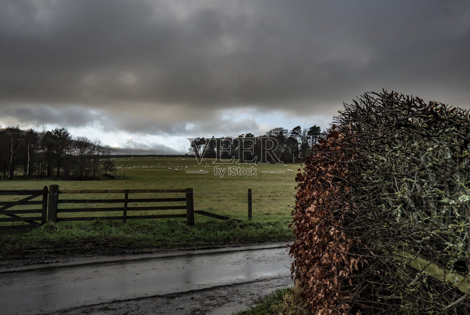 冬天的田园牧场。照片摄影图片