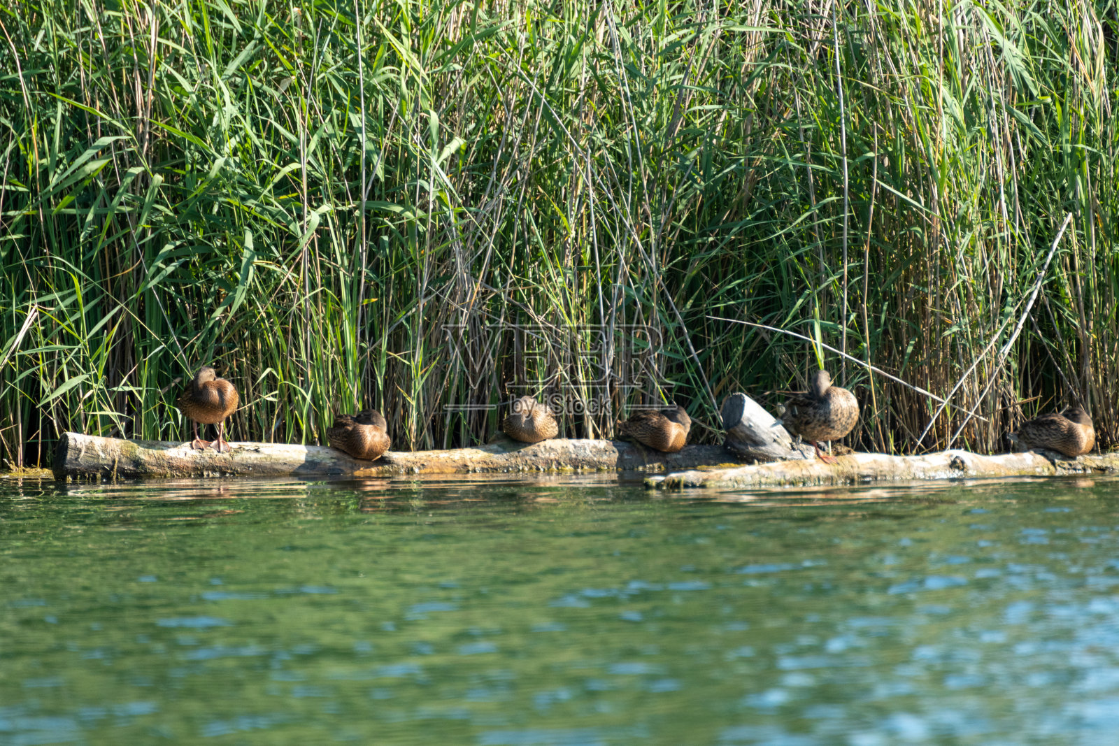 一群鸭子坐在湖边的树上照片摄影图片