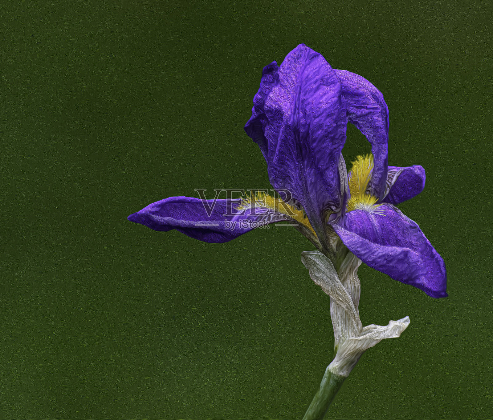 美丽的蝴蝶花盛开着绿色的背景照片摄影图片