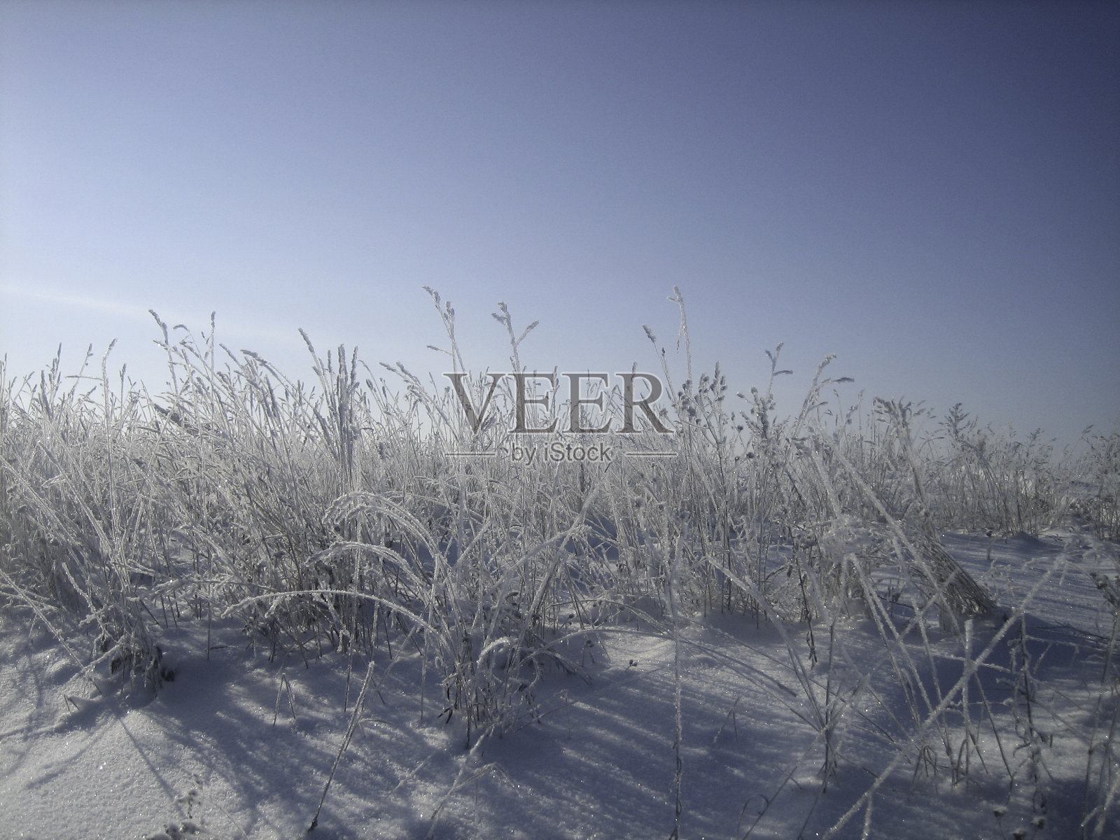在霜冻的冬日里,覆盖着霜冻的野草在白雪覆盖的田野上穿行。照片摄影图片