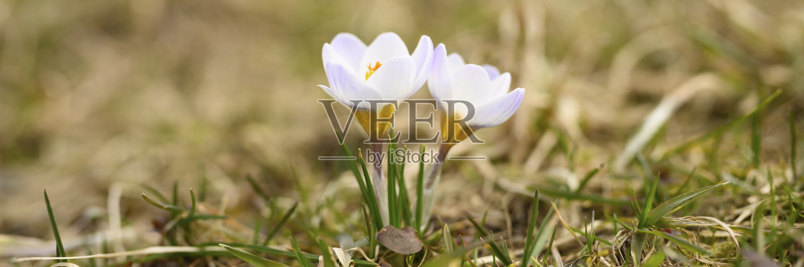 花是番红花盛开,白色的紫丁香色,生长在枯草上。春天的第一朵花在户外的大自然中照片摄影图片