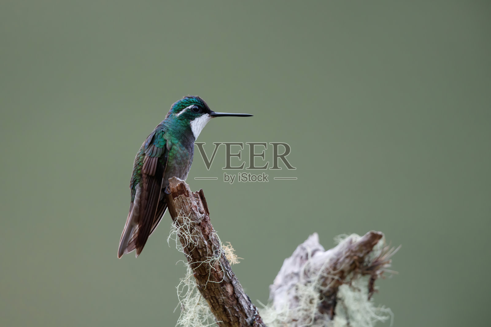 蜂鸟,White-throated Mountain-gem照片摄影图片