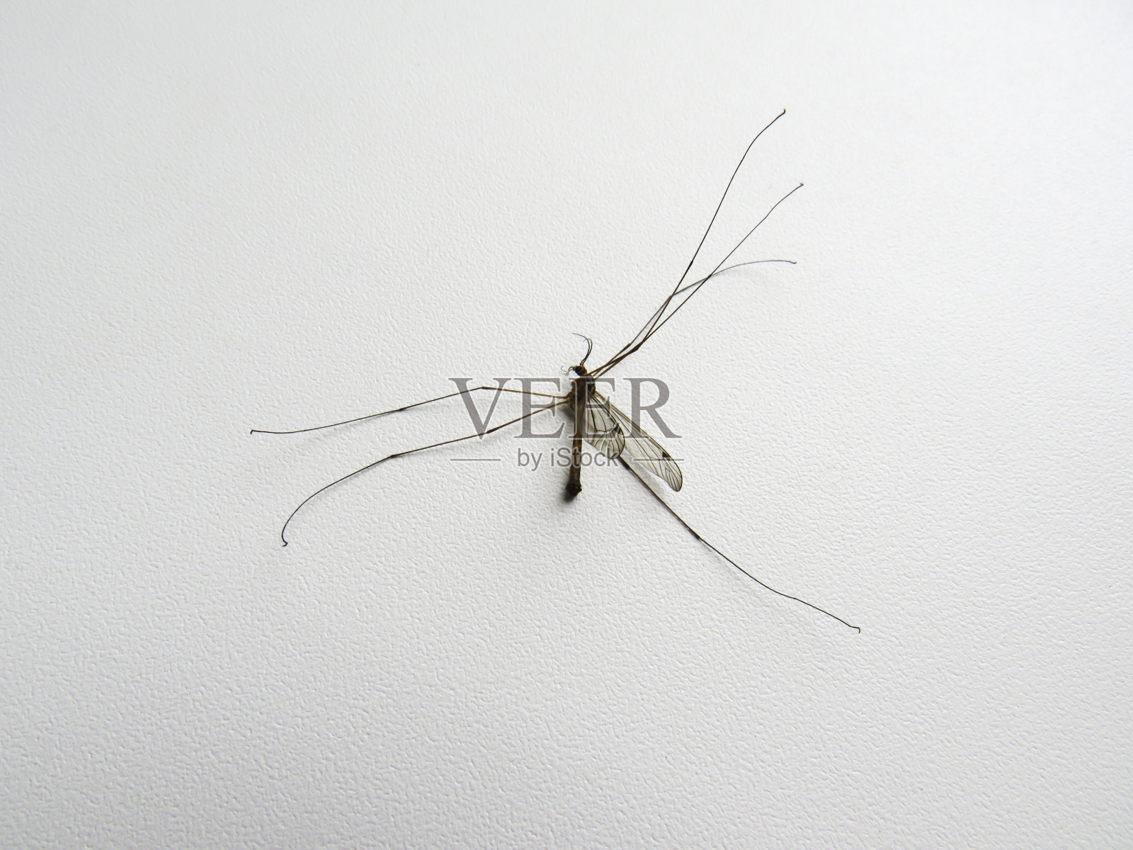 窗台上的死蚊子在白天特写照片摄影图片