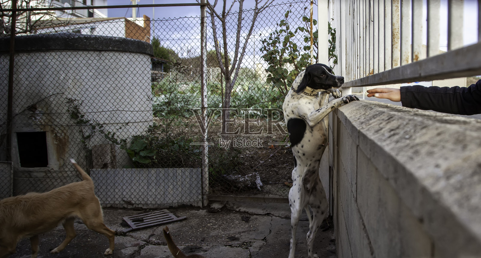 狗狗照片摄影图片
