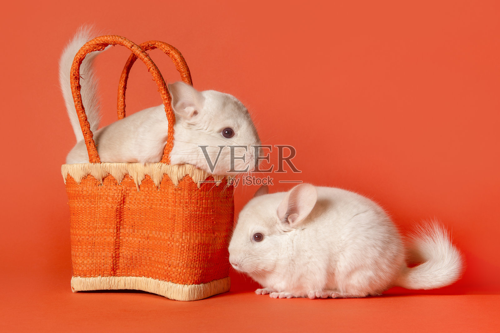 两只可爱的白栗鼠,橙色的袋子,橙色的背景照片摄影图片