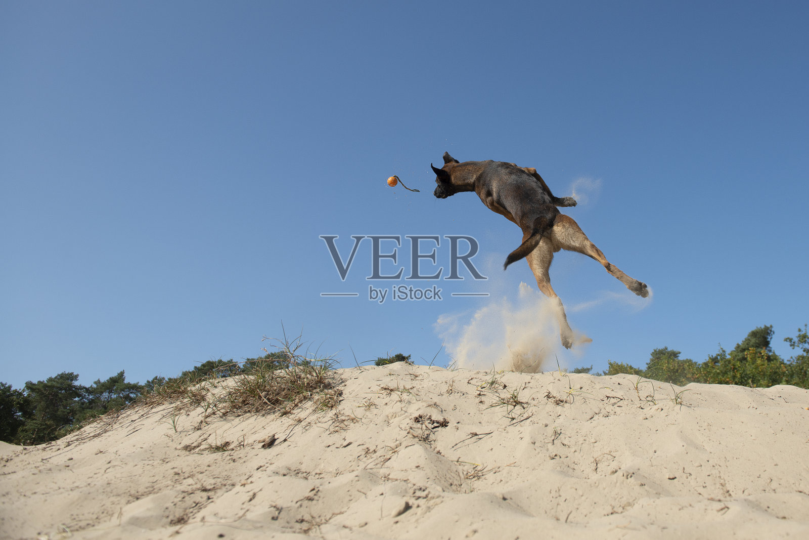 壮观的跳跃比利时牧羊犬捕捉它的玩具在一个晴朗的晴天沙丘照片摄影图片