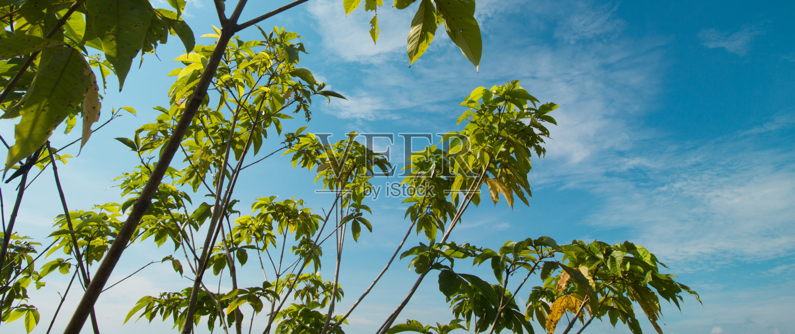 在婆罗洲热带森林地区的清晨阳光下,可以看到晴朗的蓝天和少量的云彩。照片摄影图片