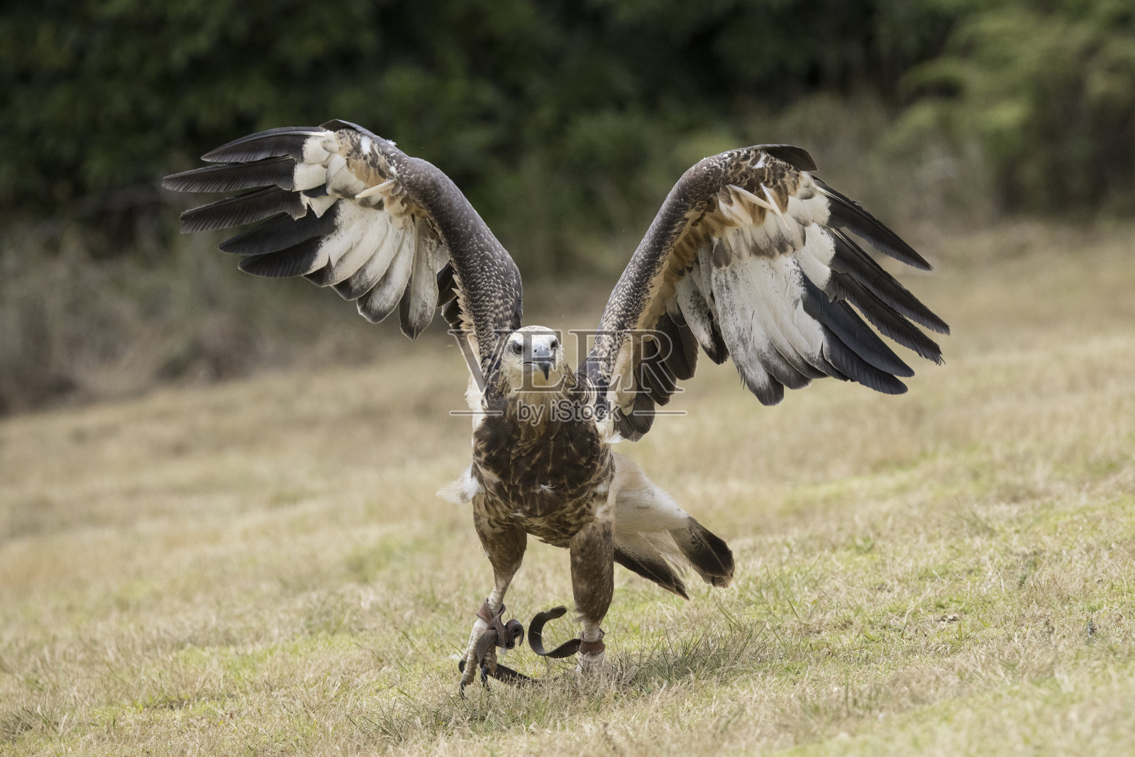 幼白腹海鹰照片摄影图片