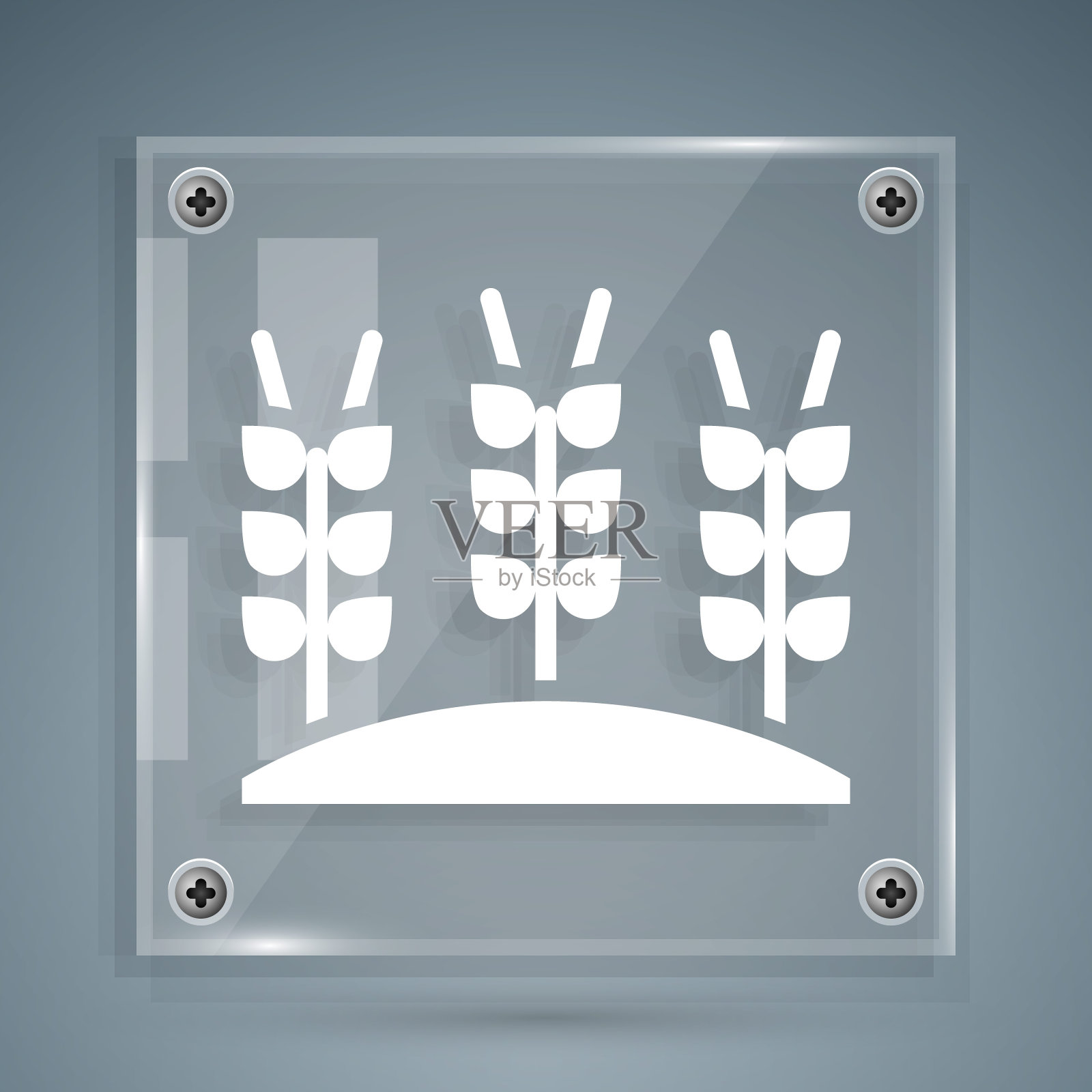 白色谷物设置大米,小麦,玉米,燕麦,黑麦,大麦图标孤立在灰色背景。小麦穗是面包的象征。方形玻璃面板。向量图标素材