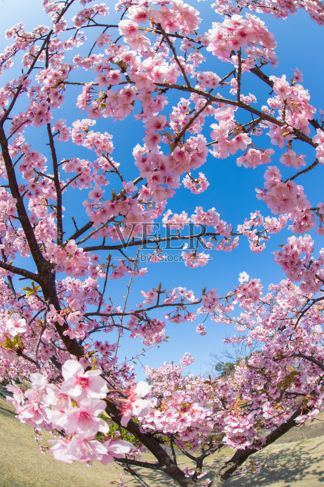 樱花和蓝天照片摄影图片