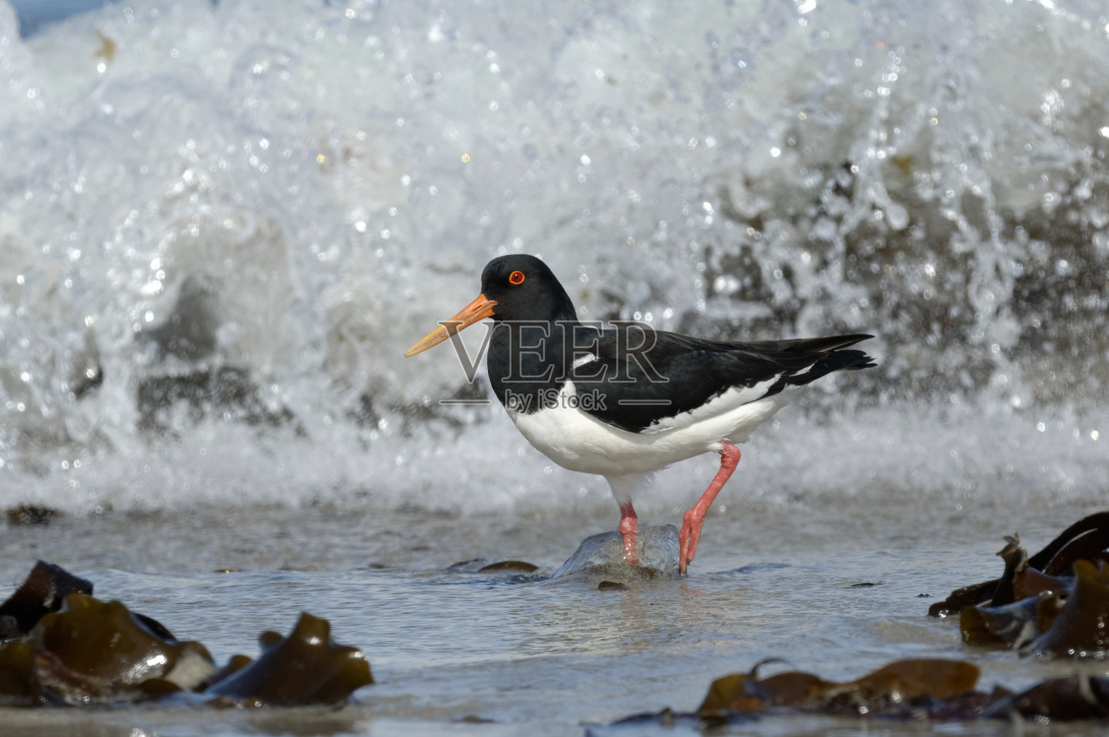 捕牡蛎者(oematopus ostralegus)照片摄影图片