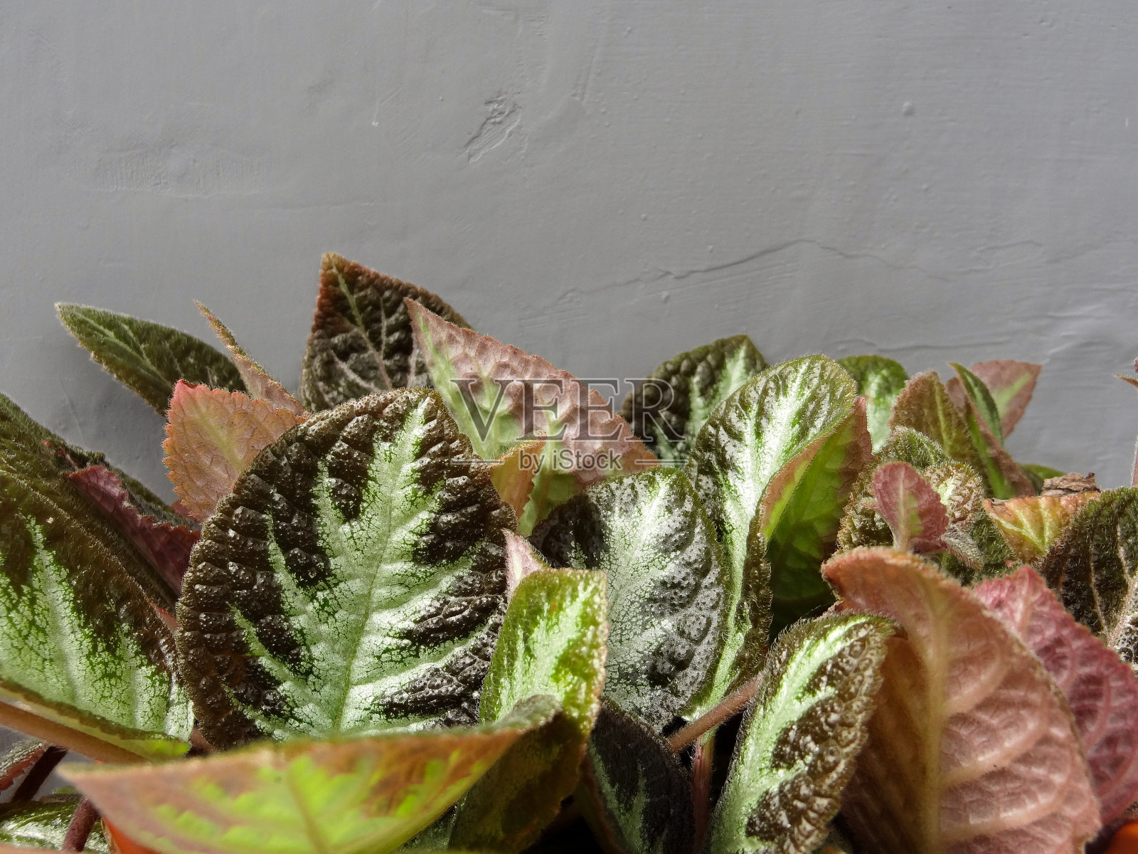 紫色多叶植物,褐色花盆,灰色背景照片摄影图片