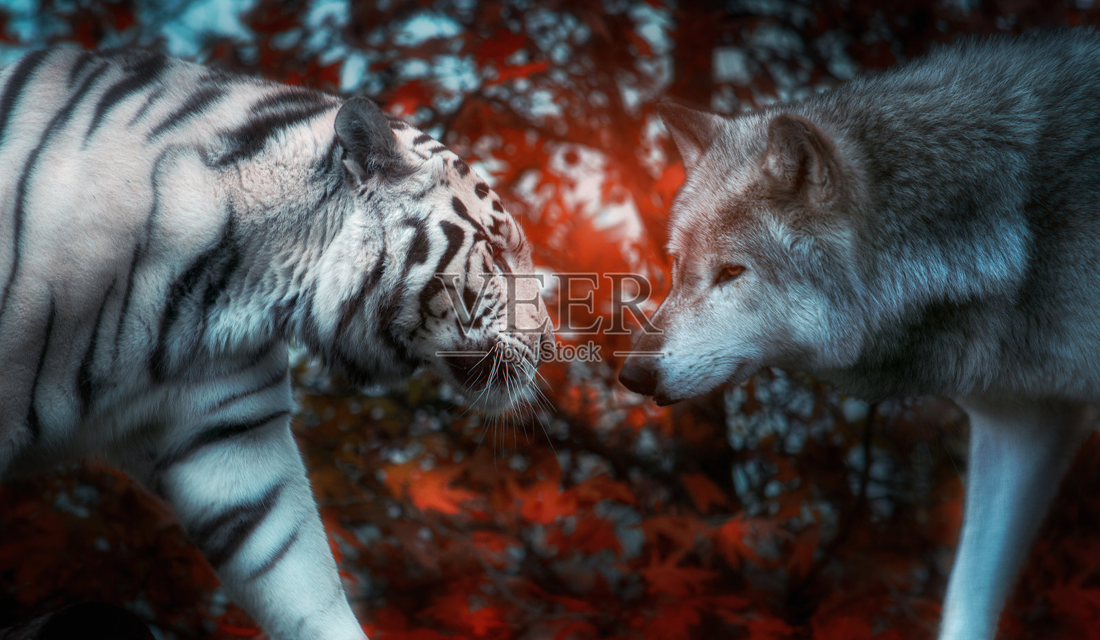 的脸了照片摄影图片