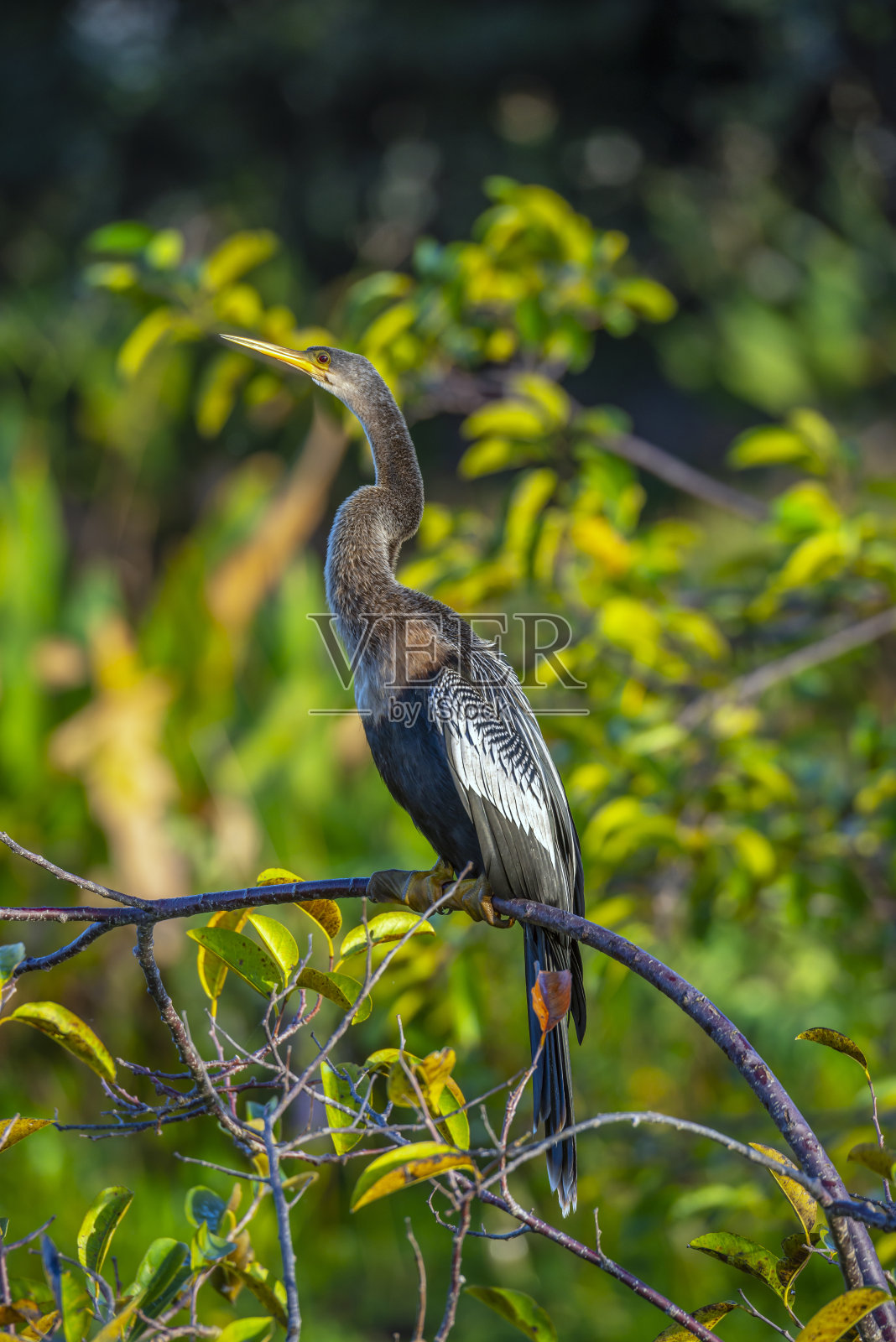 蛇鸟,蛇鸟,有时被称为蛇鸟,照片摄影图片