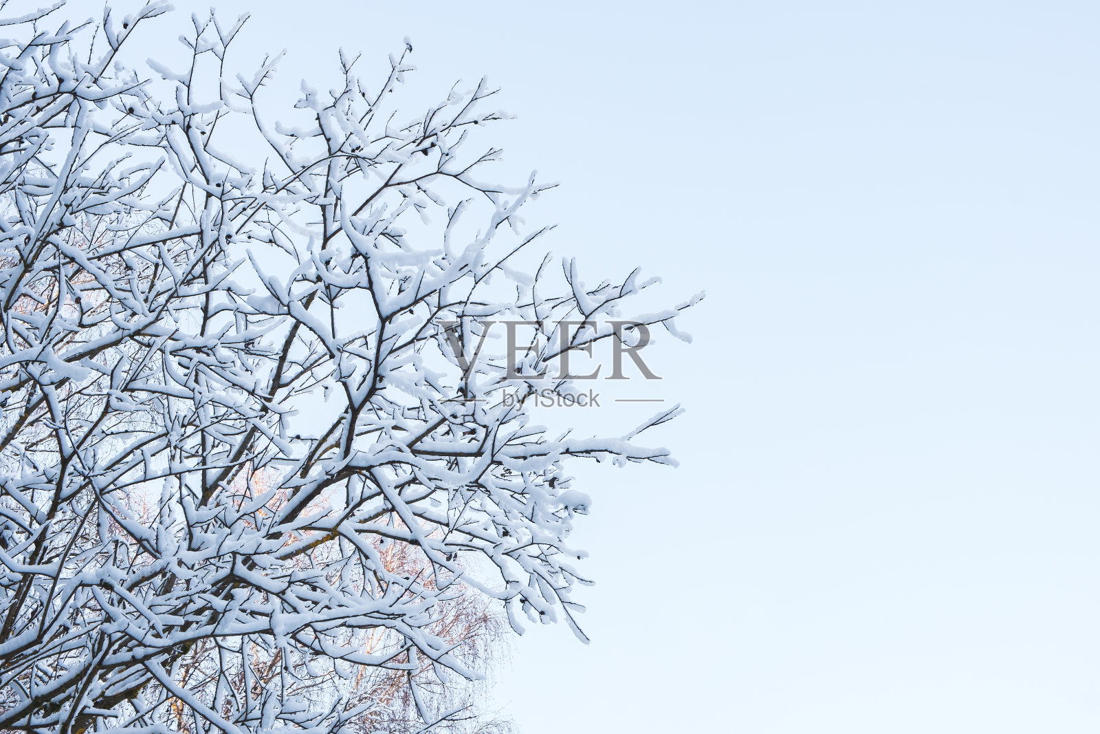 白雪皑皑的森林中的冰雪冬季景观,冬季背景照片摄影图片