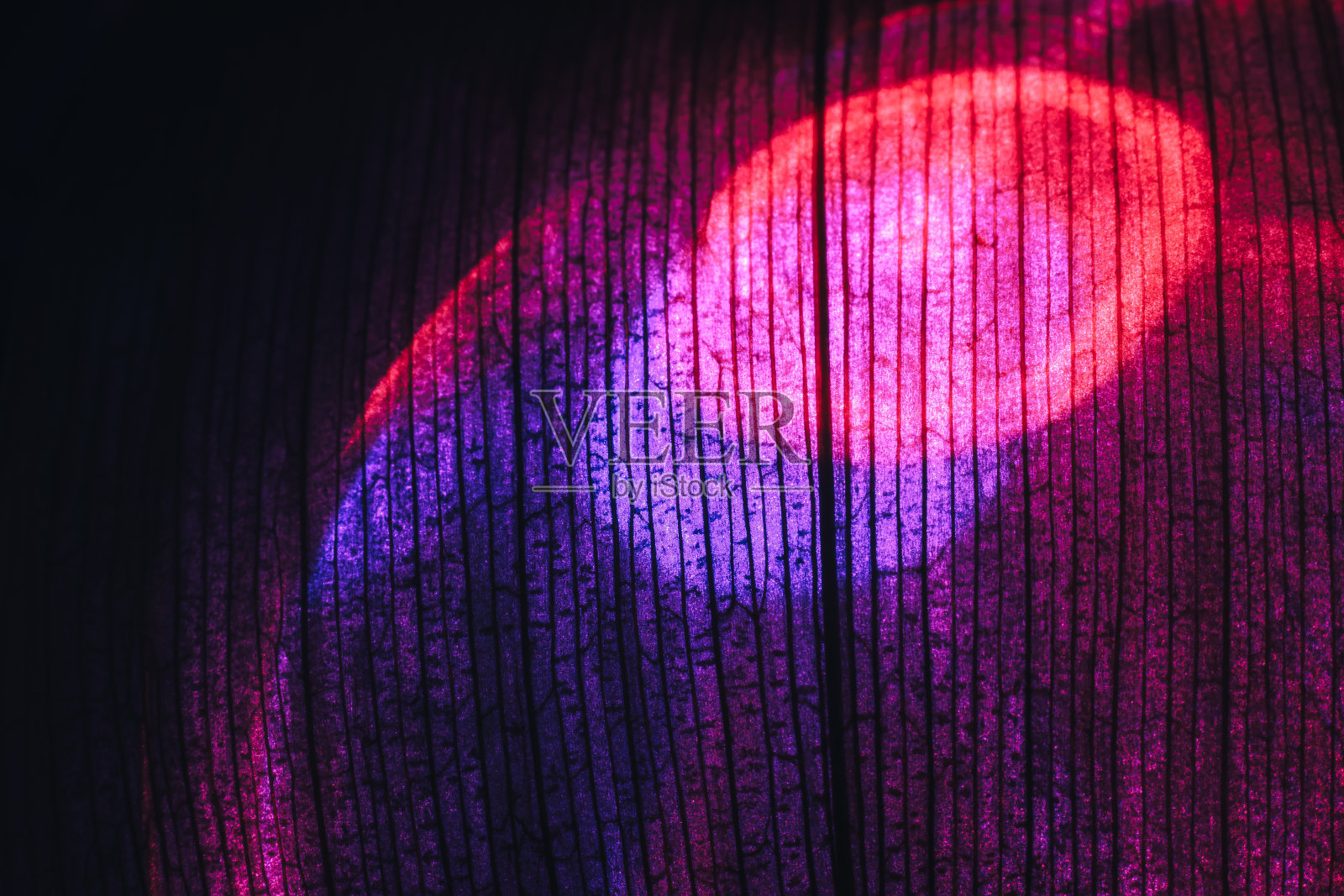 靠近美丽的叶子在霓虹灯上。极简主义现代风格理念。背景图案设计。微距摄影的看法。照片摄影图片