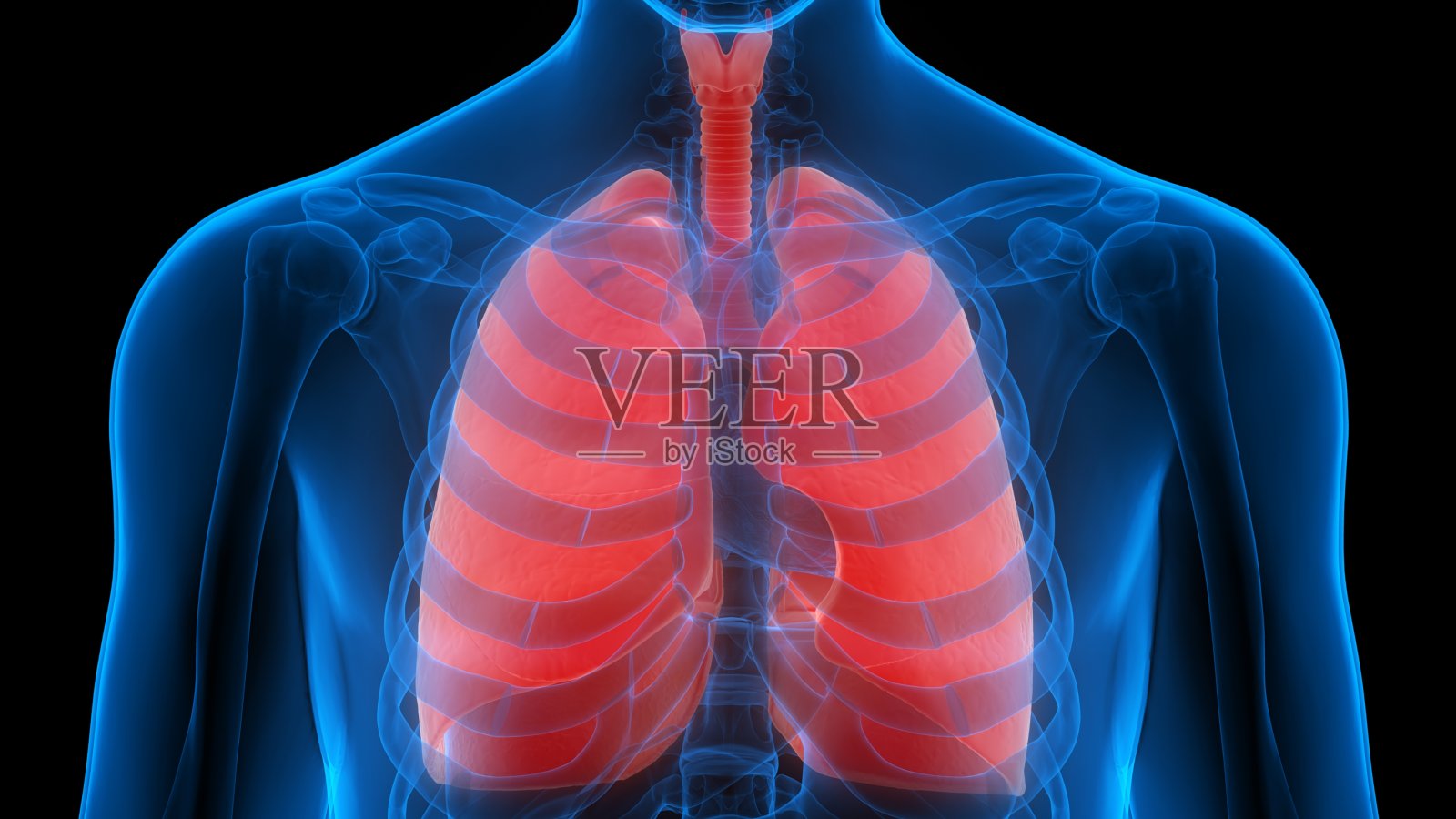人体呼吸系统肺解剖学照片摄影图片