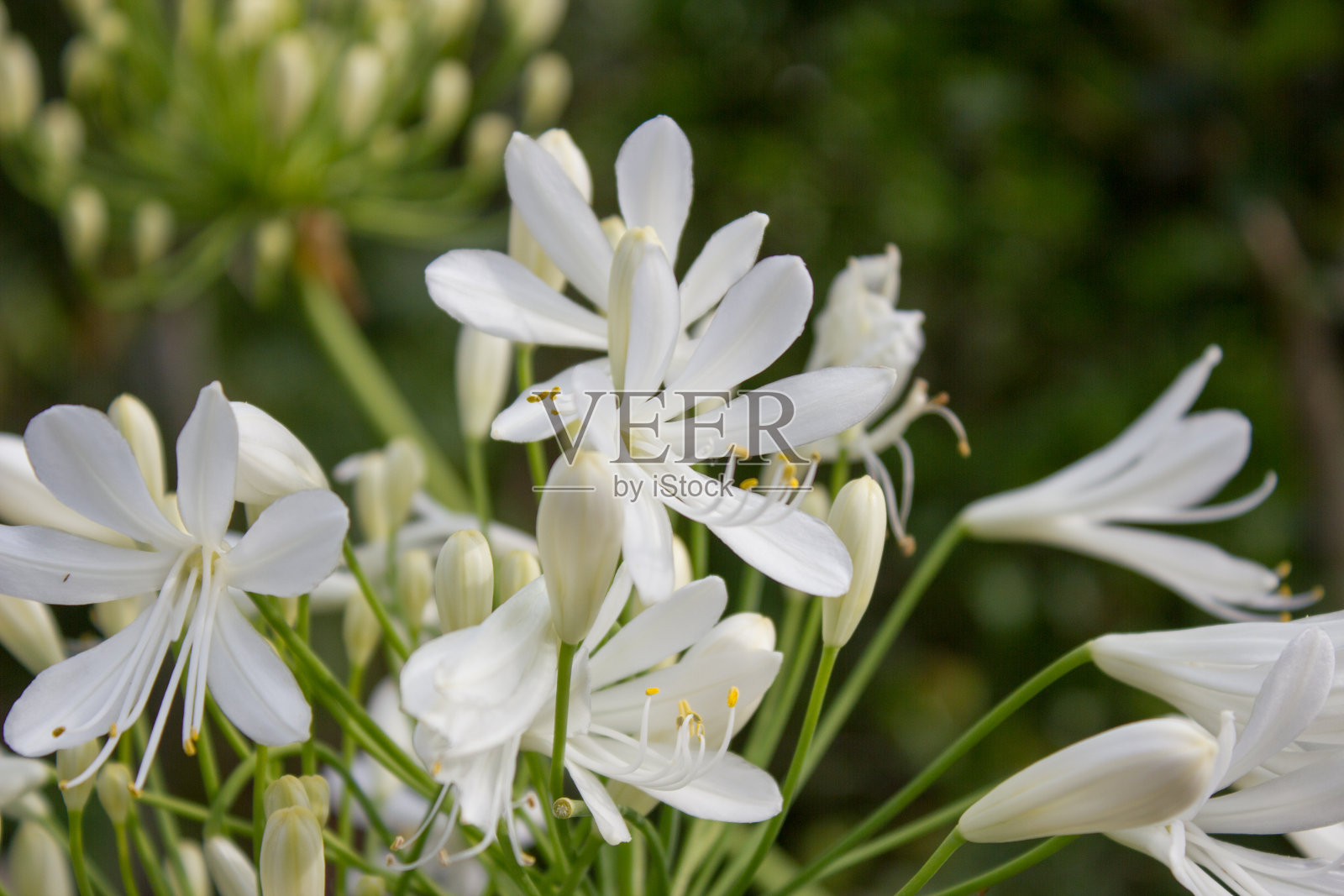 德国哥廷根花园中盛开的白色Agapanthus照片摄影图片