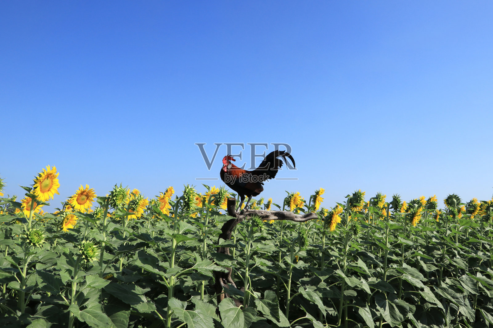 向日葵田开着黄色的花,圆木上还有鸡。照片摄影图片