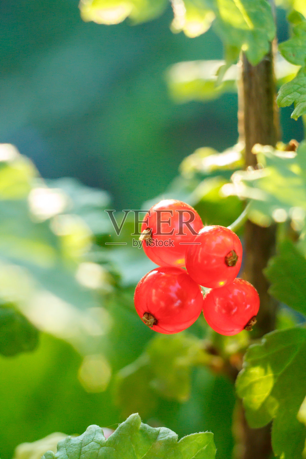 阳光明媚的夏日,花园里的树枝上长着成熟的红醋栗。照片摄影图片
