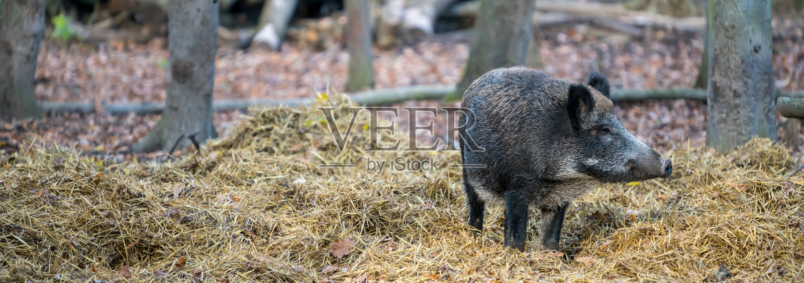 野猪照片摄影图片