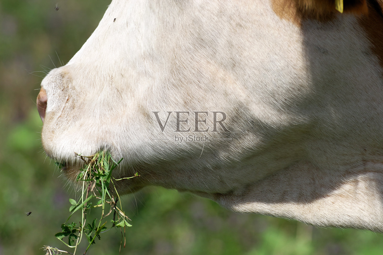 在牧场上吃草的牛照片摄影图片