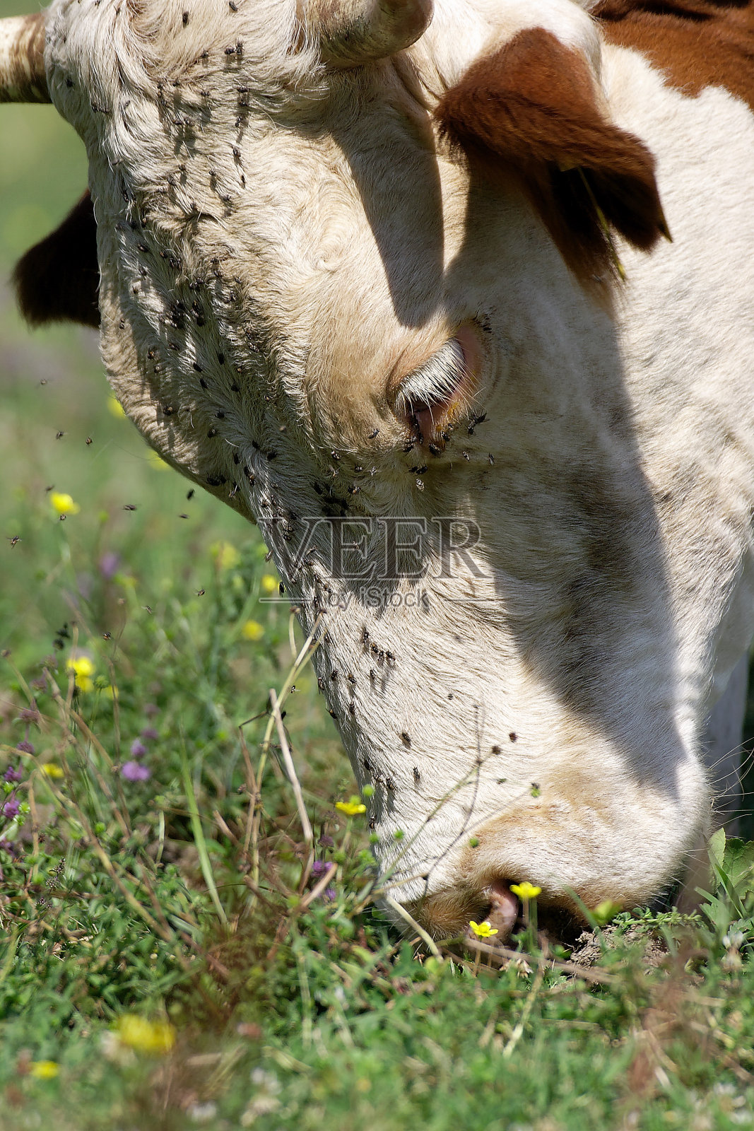 在牧场上吃草的牛照片摄影图片