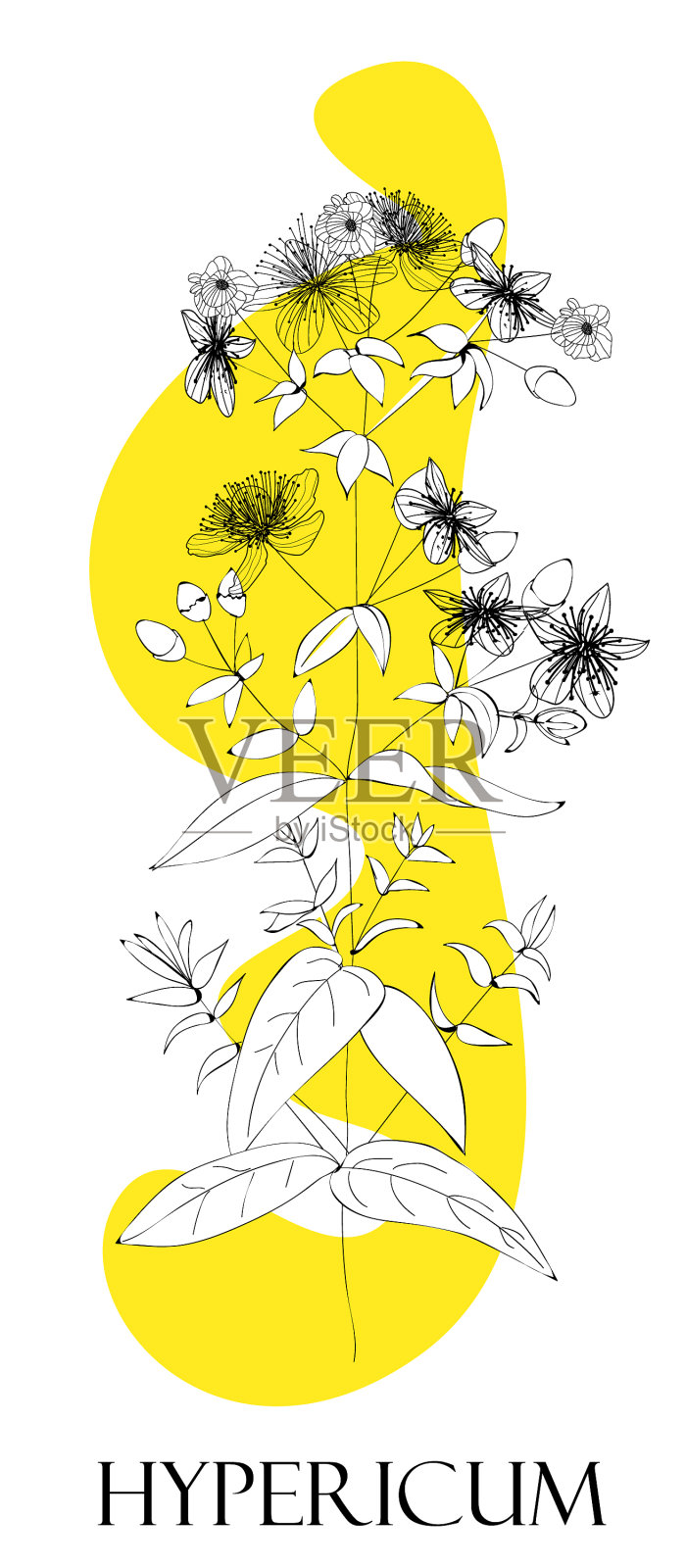 圣约翰草植物药材替代插画图片素材